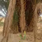 لدينا جميع انواع النخل يوجد لدينا بعد شبوك ابو عصام 05070963