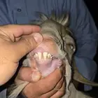 تيس فحل ابرق