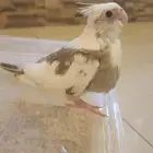 متاح فرخ كروان هولندي غر