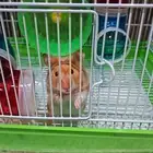 هامستر سوري مع قفصه و ألعابه