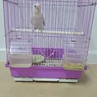 طير روز اليف ونشبهه وهدد داخلي