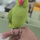 درة هندي أليف. متكلم