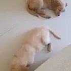 جولدن ريتريفر