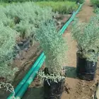 شيح متوفر كميات