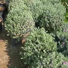تنسيق حدئق الدمام