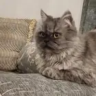 قطه فارسيه للتبني لقيتها في الشارع