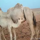 2 حيران على حليب للبيع