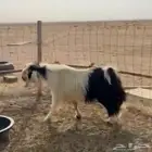 تبس فحل مشروط
