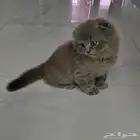 قط بريتش فولد. 1200 ريال