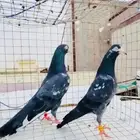 تم البيع تيدي شينا أساس