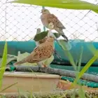 هيض فروخ عمر شهرين