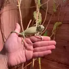 حرباء بيع بلجمله