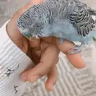 عصفور بادجي