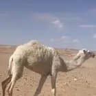 نياق موقع طلعه التمياط
