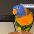 ببغاء لوري