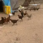 شرط