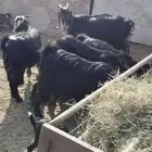 غنم 13 معها 23