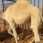 قعود للبيع
