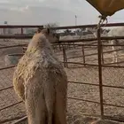 بكرة لبانيه على الحليب