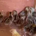 بوب وايت سمان أمريكي