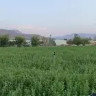 برسيم للبيع التواصل على الخاص