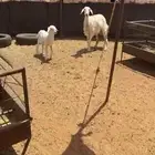 خلفه ثنيه سلم وروم