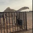 بكرة باتليه للبيع