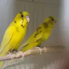 زوج بادجي منتج