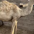 حشوان