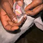 طلي حري ذبيحه مغلق شحم