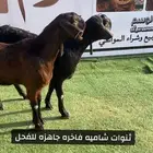 معزا شاميه فاخره