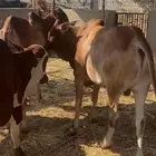 حسلان بلدي سمان