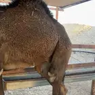 قعود للبيع مفرود
