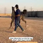 مهرة خط جمال