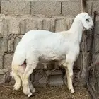 خروف مشروع فحل