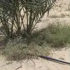 للبيع نخيل خلاص نقايل