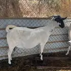 عنز بيشية فاخرة