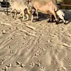 رغايث نعيم طيبه