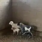 برابر مواليد تم البيع
