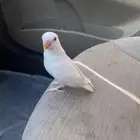 روز اليف وهدد