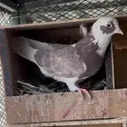 ثلاث اجواز قطايف للبيع وانث باكستانية