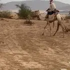 قعود ركبي للبيع