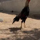 ديك شامو يباني