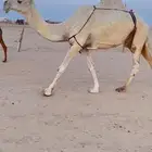 ضروبه وضحاء