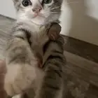 قطط صغيره لتبني