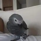 كاسكو مفقود ضايع