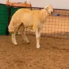مشروع فحل جذع صنف (تم البيع)