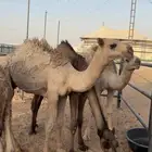 حشو برية للبيع في طويق