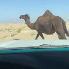 للبيع لقحه مجهم