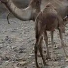 خلفه